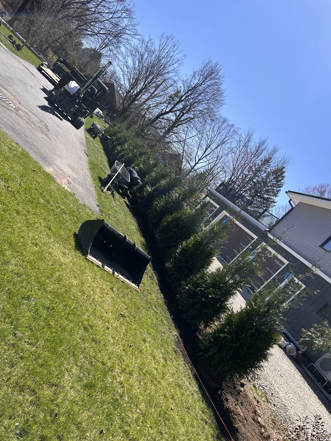Evergreen privacy planting
